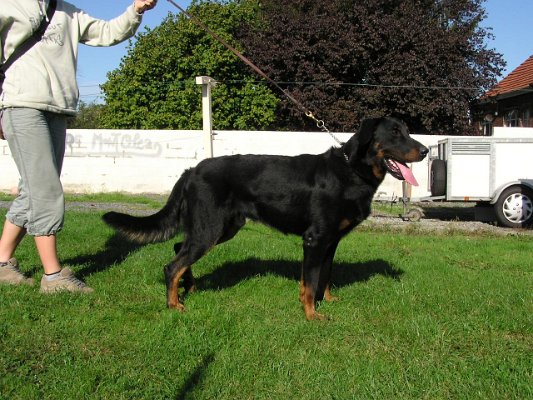 blackie-profil